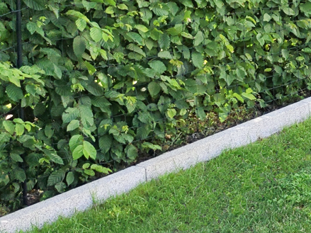 Obrubníky na trávník žulové Silver Classico zkosené s trávníkem