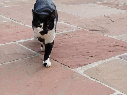 Kočka běží po deskách červeného pískovce
