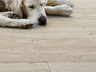 Terasové desky Travertin Natura pes zavřít Galerie 1
