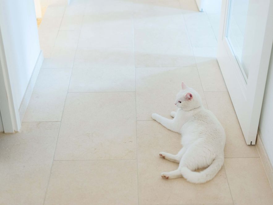 Kočka ležící na vápencových dlaždicích