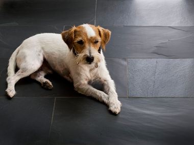 Pes ležící na břidlicových dlaždicích Black Rustic