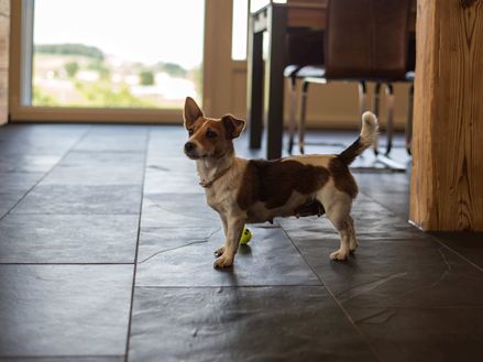 Pes si hraje na břidlicových dlaždicích Mustang