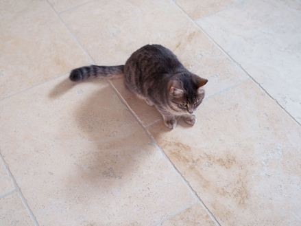 Mladá kočka na dlaždicích Travertine Light