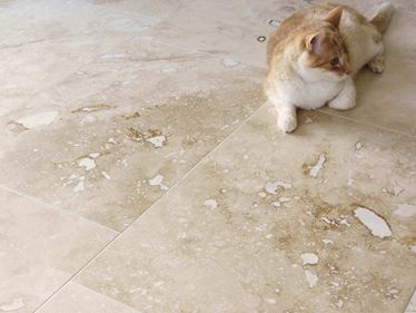 Fotografie zákazníka: Dlaždice Onyx s kočkou