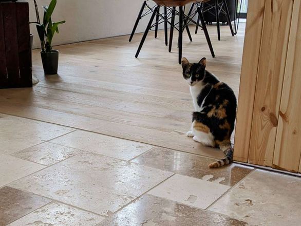 Travertin_rustic_floor_parquet_cat