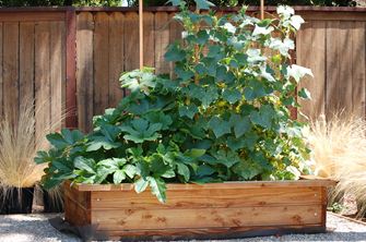 Rostliny ve velké dřevěné bedně před dřevěným plotem