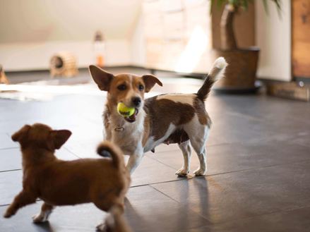 Dva psi hrající si na tmavých břidlicových dlaždicích Mustang