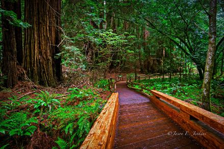 Obrázek lesní cesty