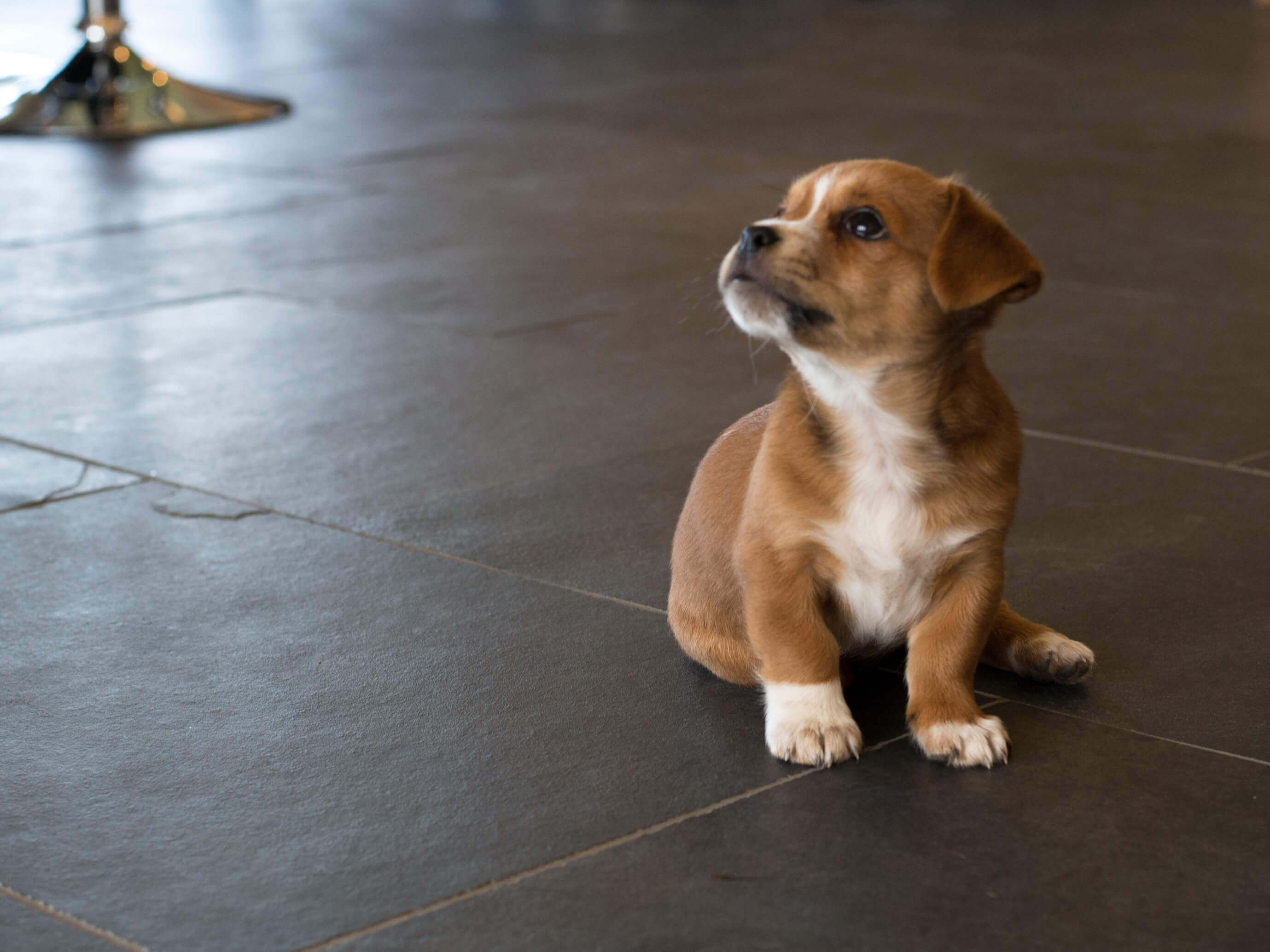 Štěně na břidlicovém Mustangu