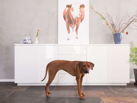 Pes na pávu Peacock Multicolor dlaždice před bílou komodou