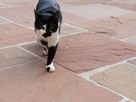 pískovcová deska Modak s kočkou