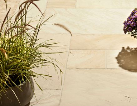 Rostlina na pískovcových deskách Yellow Mint na slunci