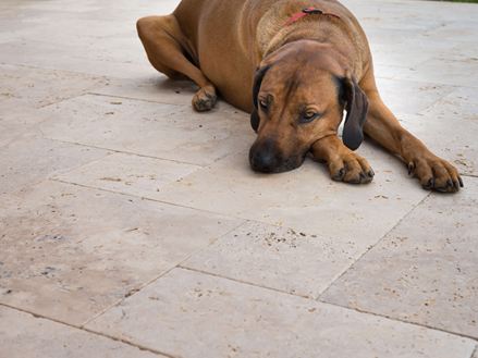 Pes leží na travertinové terase a odpočívá