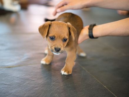 Podlaha, kterou milují i malá štěňata: břidlicová podlaha jim dává možnost běhat!
