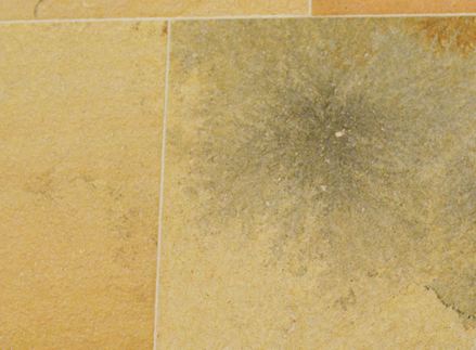 Poutavý pohled: Květinové a fosilní inkluze dodávají "Solnhofener" zvláštní kouzlo