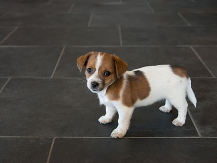 Pes na břidlicových dlaždicích Mustang